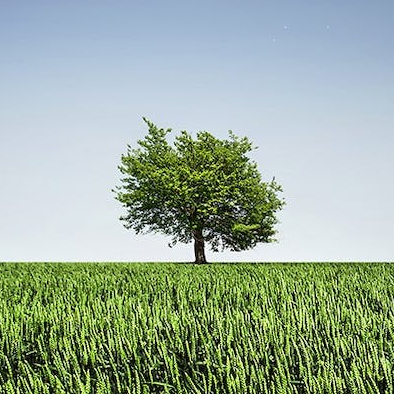 Logo Erik de Graaff fruitbomen snoeien